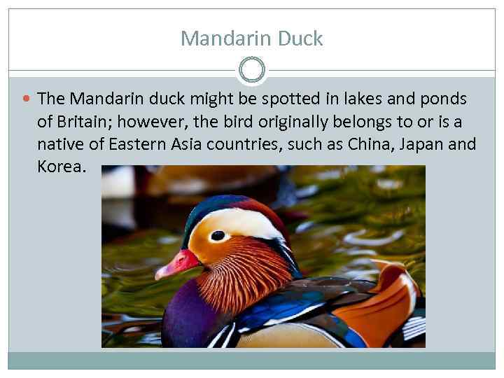 Mandarin Duck The Mandarin duck might be spotted in lakes and ponds of Britain;