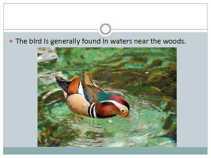  The bird is generally found in waters near the woods. 