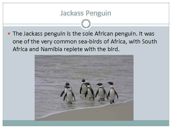 Jackass Penguin The Jackass penguin is the sole African penguin. It was one of