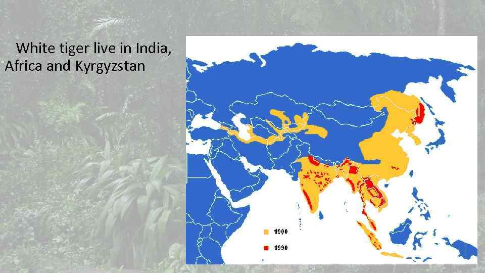  White tiger live in India, Africa and Kyrgyzstan 