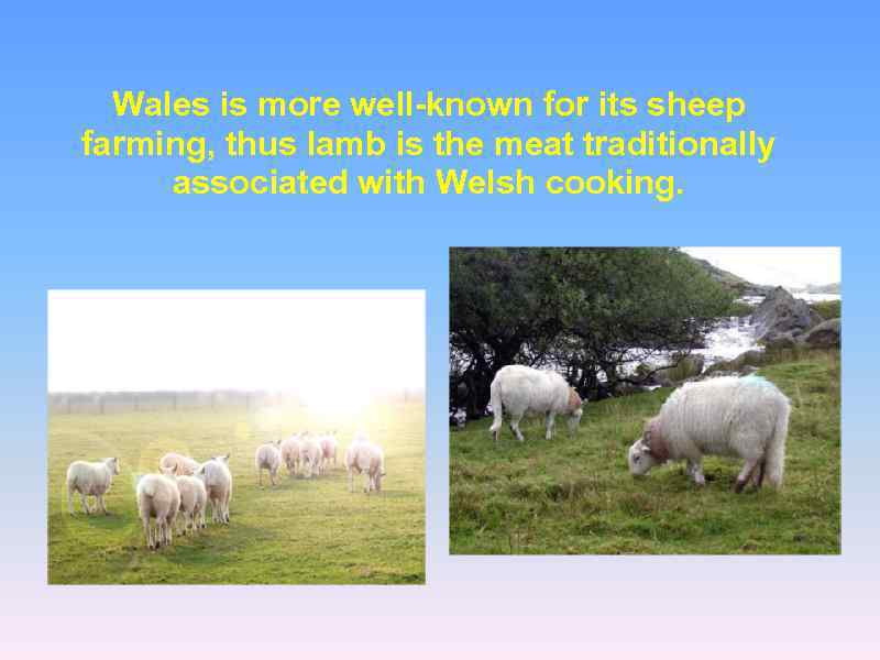 Wales is more well-known for its sheep farming, thus lamb is the meat traditionally