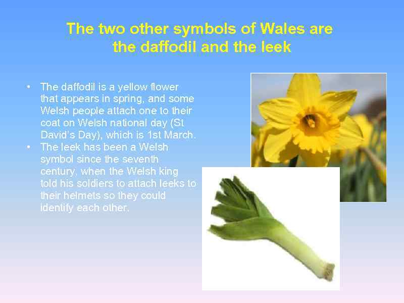 The two other symbols of Wales are the daffodil and the leek • The