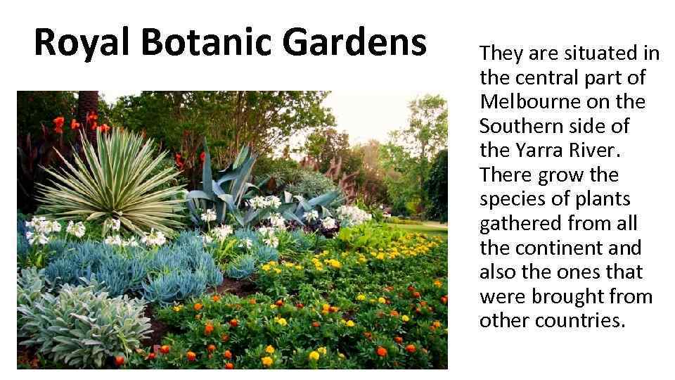 Royal Botanic Gardens They are situated in the central part of Melbourne on the