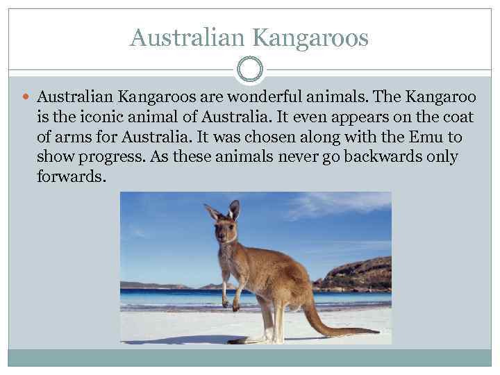 Australian Kangaroos are wonderful animals. The Kangaroo is the iconic animal of Australia. It