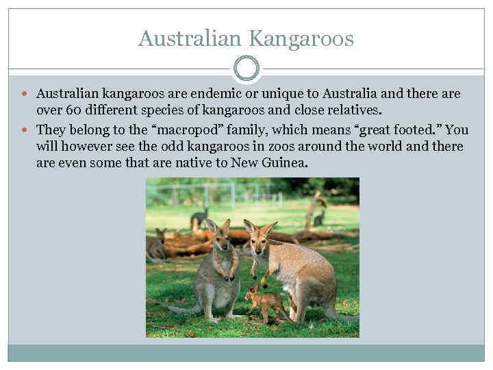 Australian Kangaroos Australian kangaroos are endemic or unique to Australia and there are over