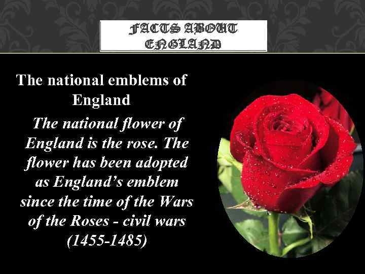 FACTS ABOUT ENGLAND The national emblems of England The national flower of England is