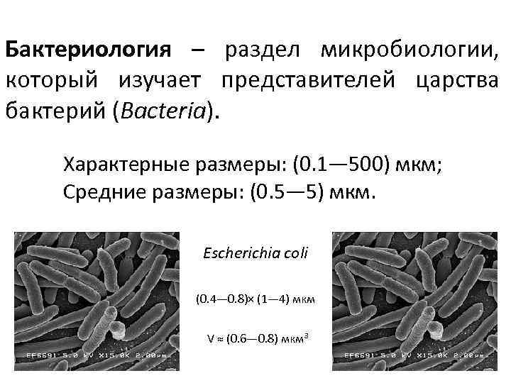 Бактериология – раздел микробиологии, который изучает представителей царства бактерий (Bacteria). Характерные размеры: (0. 1—