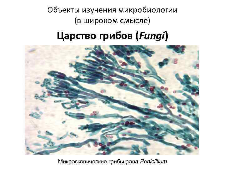 Объекты изучения микробиологии (в широком смысле) Царство грибов (Fungi) Микроскопические грибы рода Penicillium 