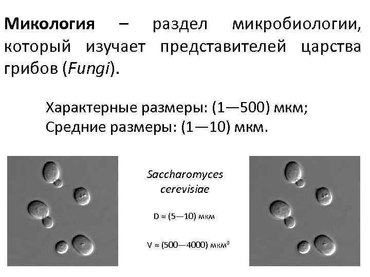 Микология – раздел микробиологии, который изучает представителей царства грибов (Fungi). Характерные размеры: (1— 500)