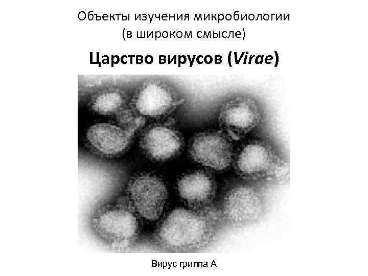Объекты изучения микробиологии (в широком смысле) Царство вирусов (Virae) Вирус гриппа А 