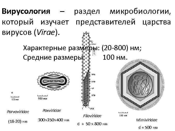 Вирусология – раздел микробиологии, который изучает представителей царства вирусов (Virae). Характерные размеры: (20 -800)
