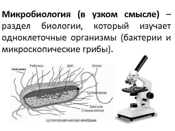 Микробиология (в узком смысле) – раздел биологии, который изучает одноклеточные организмы (бактерии и микроскопические