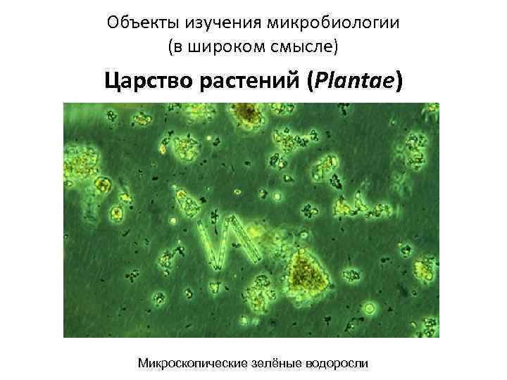 Объекты изучения микробиологии (в широком смысле) Царство растений (Plantae) Микроскопические зелёные водоросли 