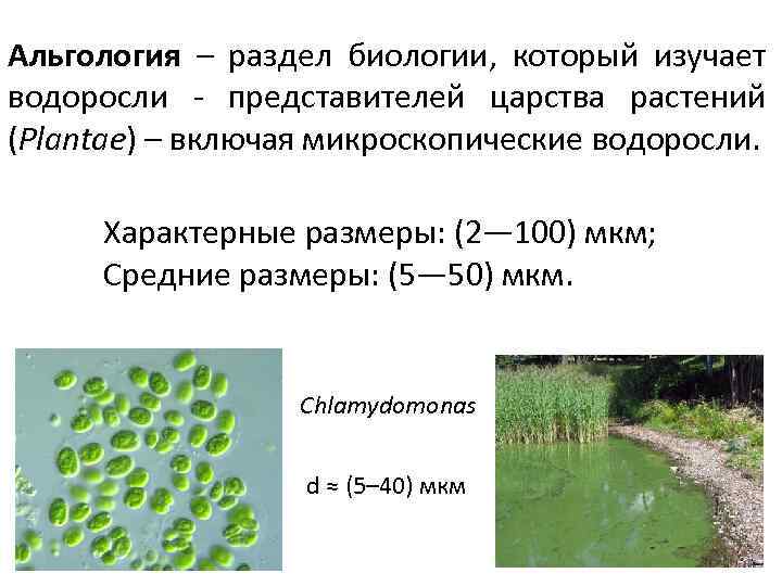 Альгология – раздел биологии, который изучает водоросли - представителей царства растений (Plantae) – включая