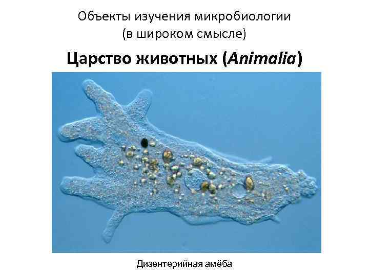 Объекты изучения микробиологии (в широком смысле) Царство животных (Animalia) Дизентерийная амёба 