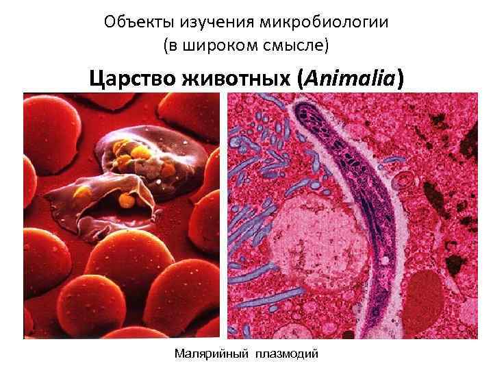 Объекты изучения микробиологии (в широком смысле) Царство животных (Animalia) Малярийный плазмодий 