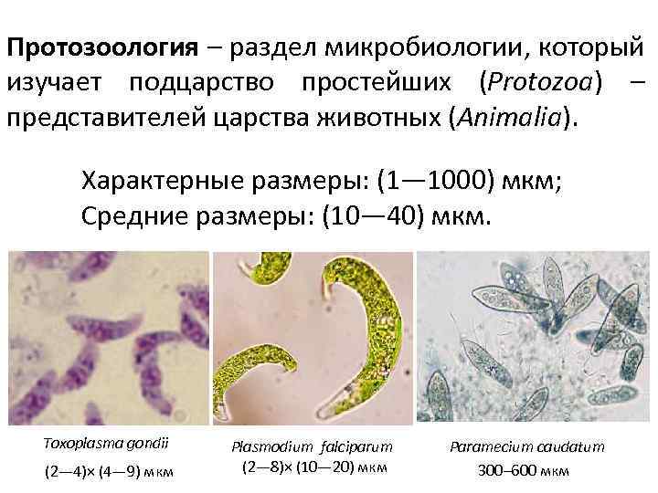 Протозоология – раздел микробиологии, который изучает подцарство простейших (Protozoa) – представителей царства животных (Animalia).