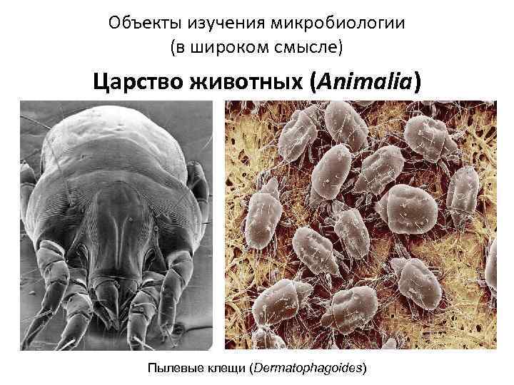Объекты изучения микробиологии (в широком смысле) Царство животных (Animalia) Пылевые клещи (Dermatophagoides) 