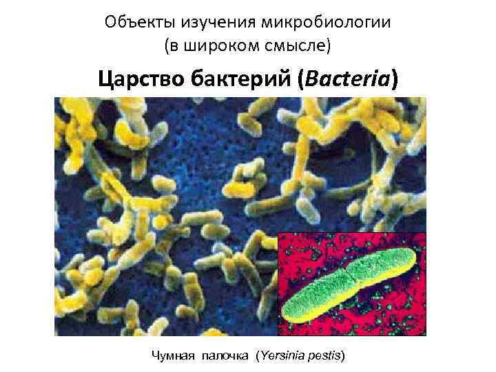 Объекты изучения микробиологии (в широком смысле) Царство бактерий (Bacteria) Чумная палочка (Yersinia pestis) 