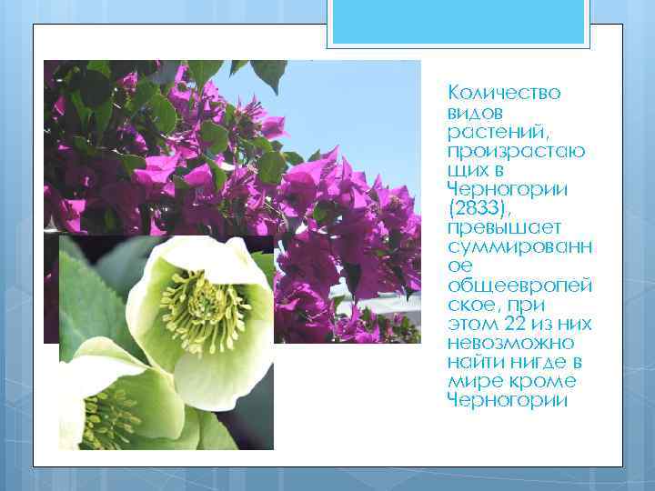 Количество видов растений, произрастаю щих в Черногории (2833), превышает суммированн ое общеевропей ское, при