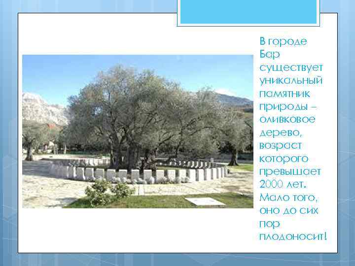 В городе Бар существует уникальный памятник природы – оливковое дерево, возраст которого превышает 2000