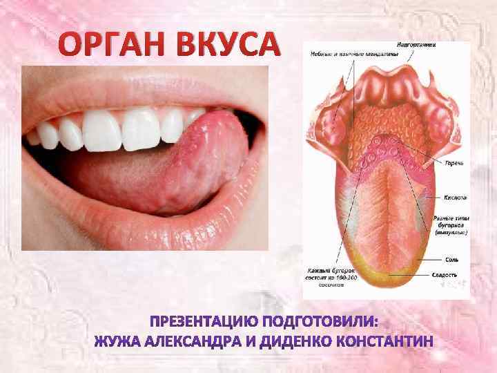 ОРГАН ВКУСА 