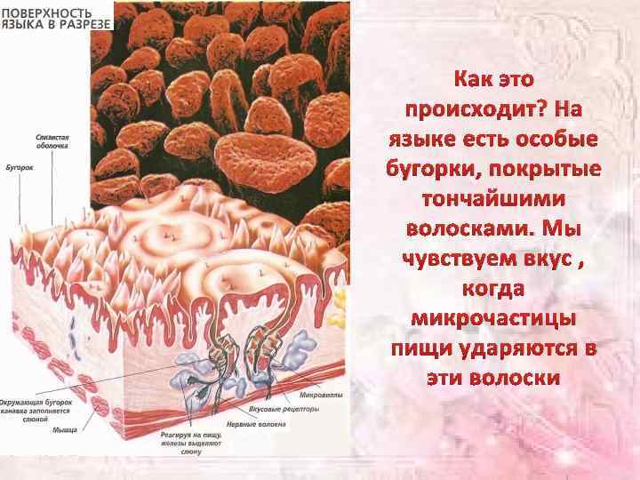 Как это происходит? На языке есть особые бугорки, покрытые тончайшими волосками. Мы чувствуем вкус