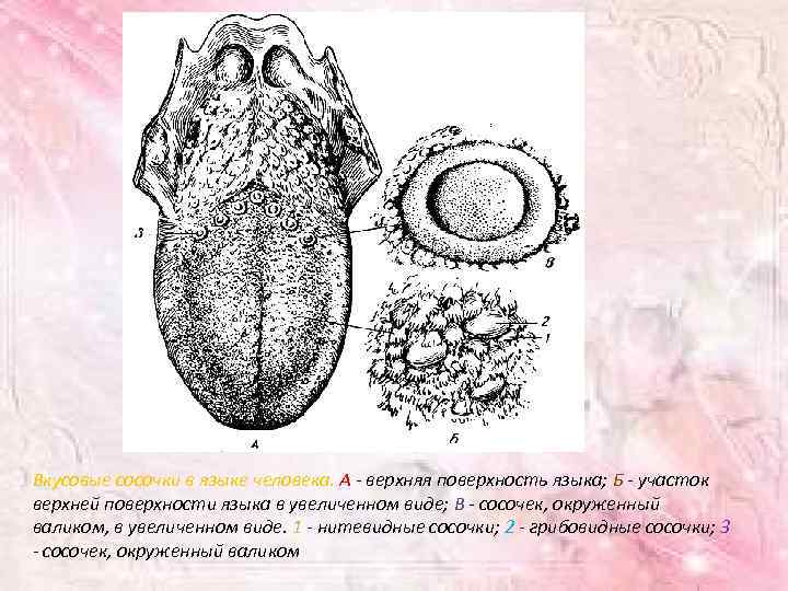 Вкусовые сосочки в языке человека. А - верхняя поверхность языка; Б - участок верхней