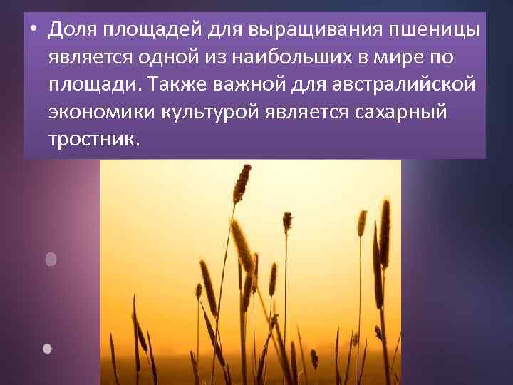  • Доля площадей для выращивания пшеницы является одной из наибольших в мире по