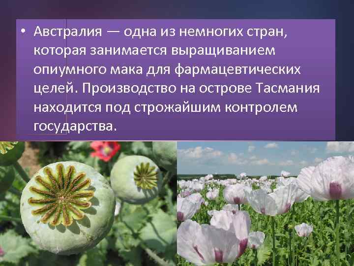  • Австралия — одна из немногих стран, которая занимается выращиванием опиумного мака для