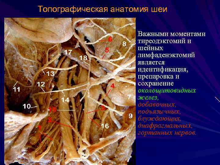 Топографическая анатомия шеи Важными моментами тиреодэктомий и шейных лимфаденэктомий является идентификация, препаровка и сохранение