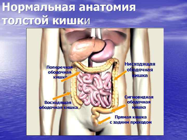 Нормальная анатомия толстой кишки Поперечная ободочная кишка Нисходящая ободочная кишка Восходящая ободочная кишка Сигмовидная