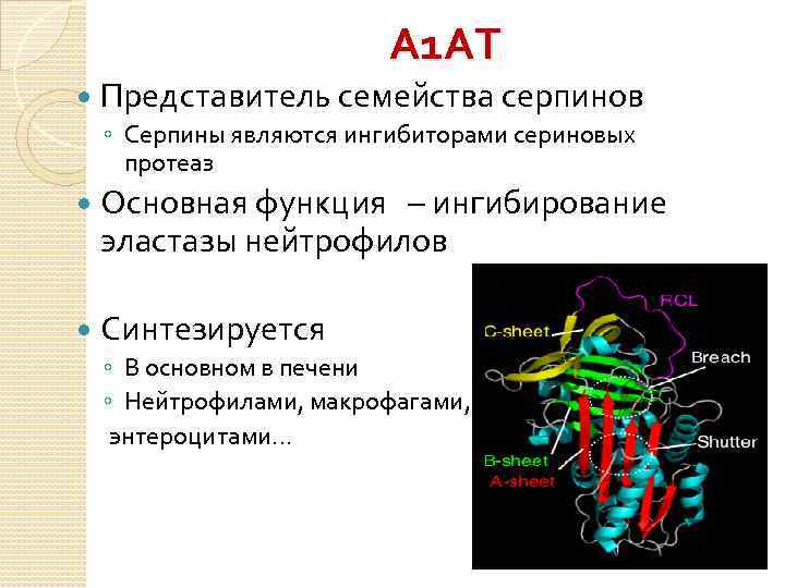 А 1 АТ Представитель семейства серпинов ◦ Серпины являются ингибиторами сериновых протеаз Основная функция