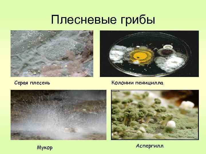 Плесневые грибы Серая плесень Мукор Колонии пеницилла Аспергилл 