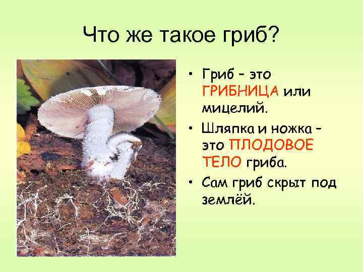 Что же такое гриб? • Гриб – это ГРИБНИЦА или мицелий. • Шляпка и