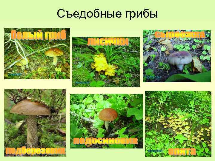 Съедобные грибы 