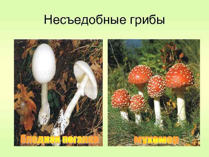 Несъедобные грибы 