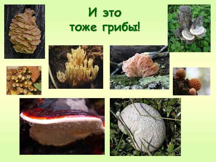 И тоже это грибы! 