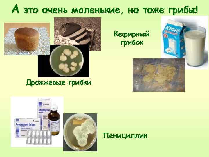 А это очень маленькие, но тоже грибы! Кефирный грибок Дрожжевые грибки Пенициллин 