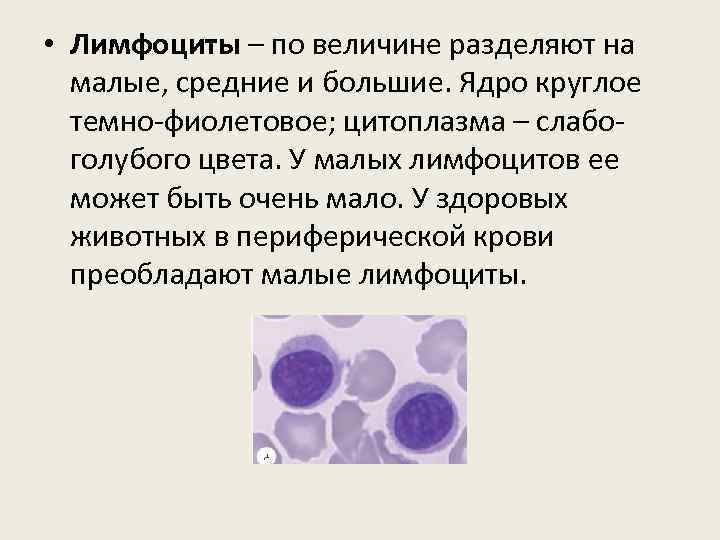  • Лимфоциты – по величине разделяют на малые, средние и большие. Ядро круглое