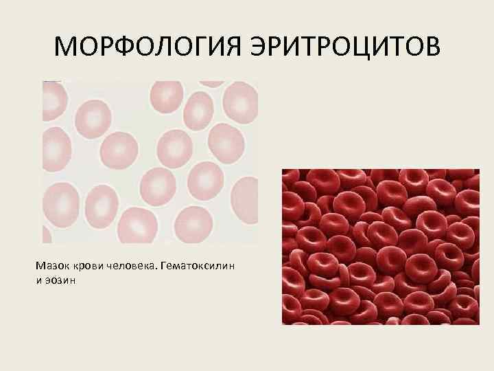 Мазок крови человека рисунок