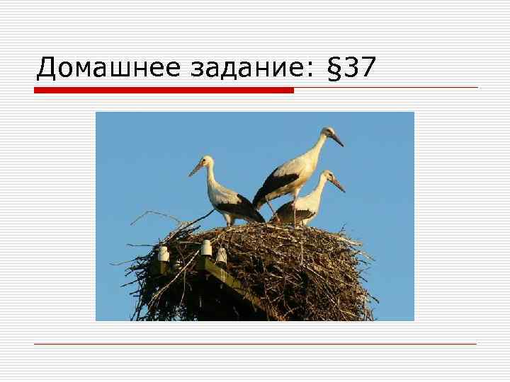 Домашнее задание: § 37 