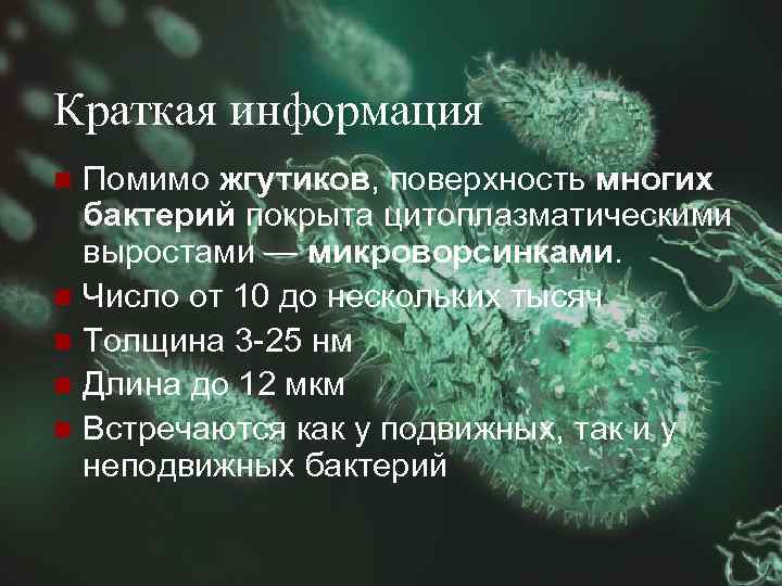 Краткая информация Помимо жгутиков, поверхность многих бактерий покрыта цитоплазматическими выростами — микроворсинками. n Число