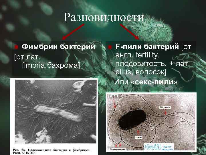 Фимбрии бактерий картинки