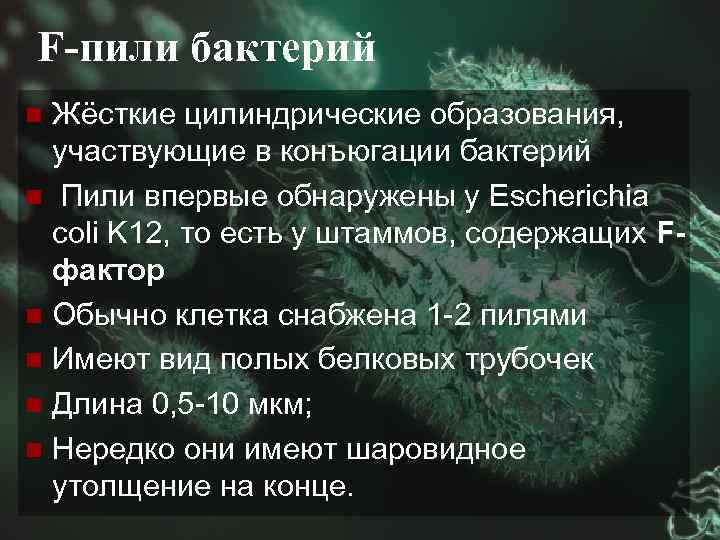 F-пили бактерий Жёсткие цилиндрические образования, участвующие в конъюгации бактерий n Пили впервые обнаружены у