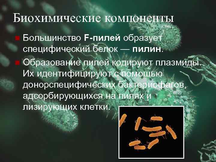Биохимические компоненты Большинство F-пилей образует специфический белок — пилин. n Образование пилей кодируют плазмиды.