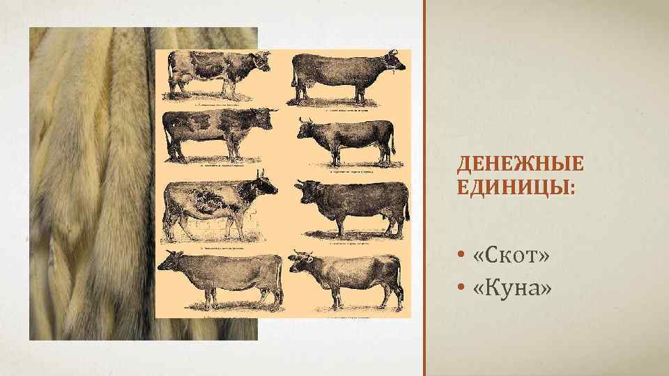 ДЕНЕЖНЫЕ ЕДИНИЦЫ: • «Скот» • «Куна» 