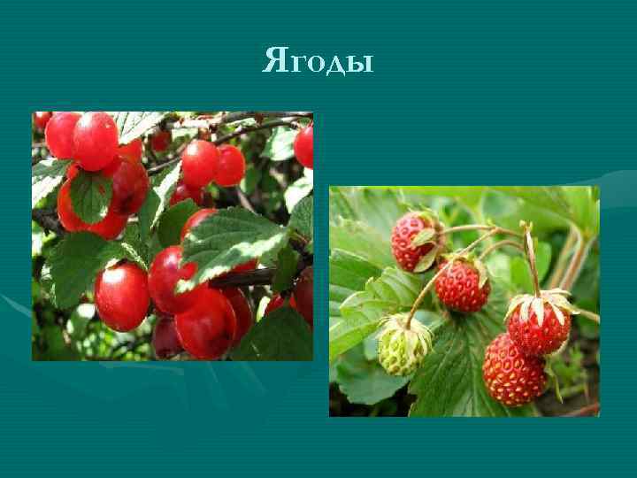 Ягоды 