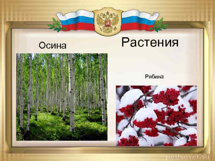 Осина Растения Рябина 