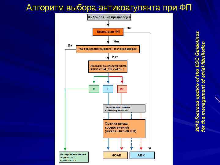 2012 focused update of the ESC Guidelines for the management of atrial fibrillation Алгоритм